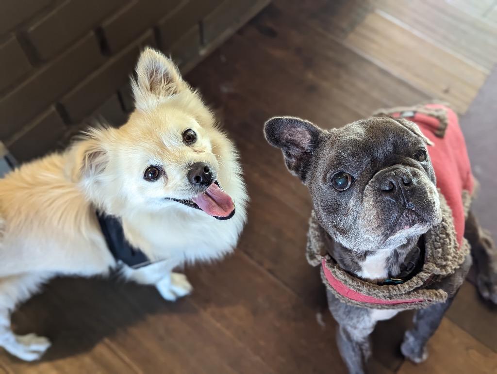 Enlarge Eugene, a Adoptable Pomeranian in El Cajon, CA image 3/6
