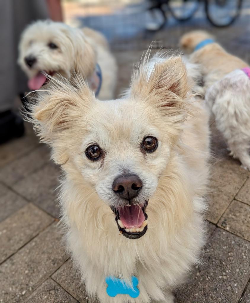 Eugene, a Adoptable Pomeranian in El Cajon, CA image 6/6