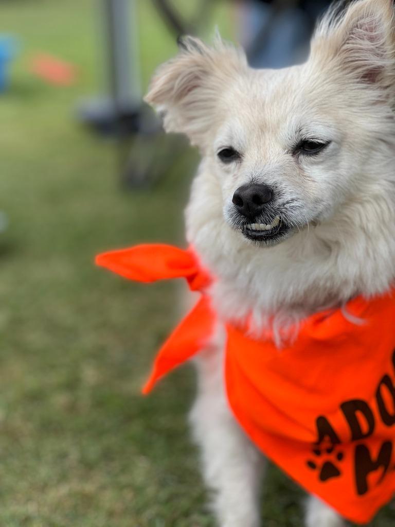 Enlarge Eugene, a Adoptable Pomeranian in El Cajon, CA image 6/6