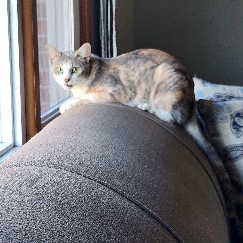 Holly, Adoptable, Young Female Domestic Short Hair.