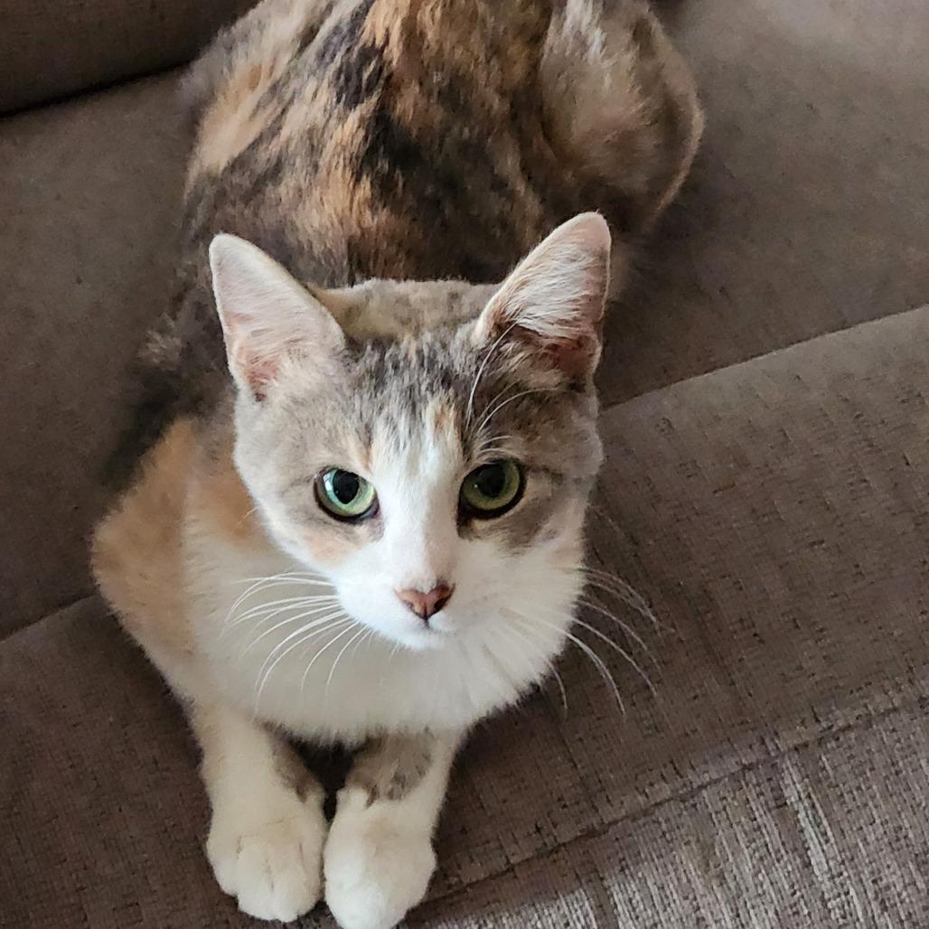 Holly, a Adoptable Domestic Short Hair in Columbia, MO image 2/2