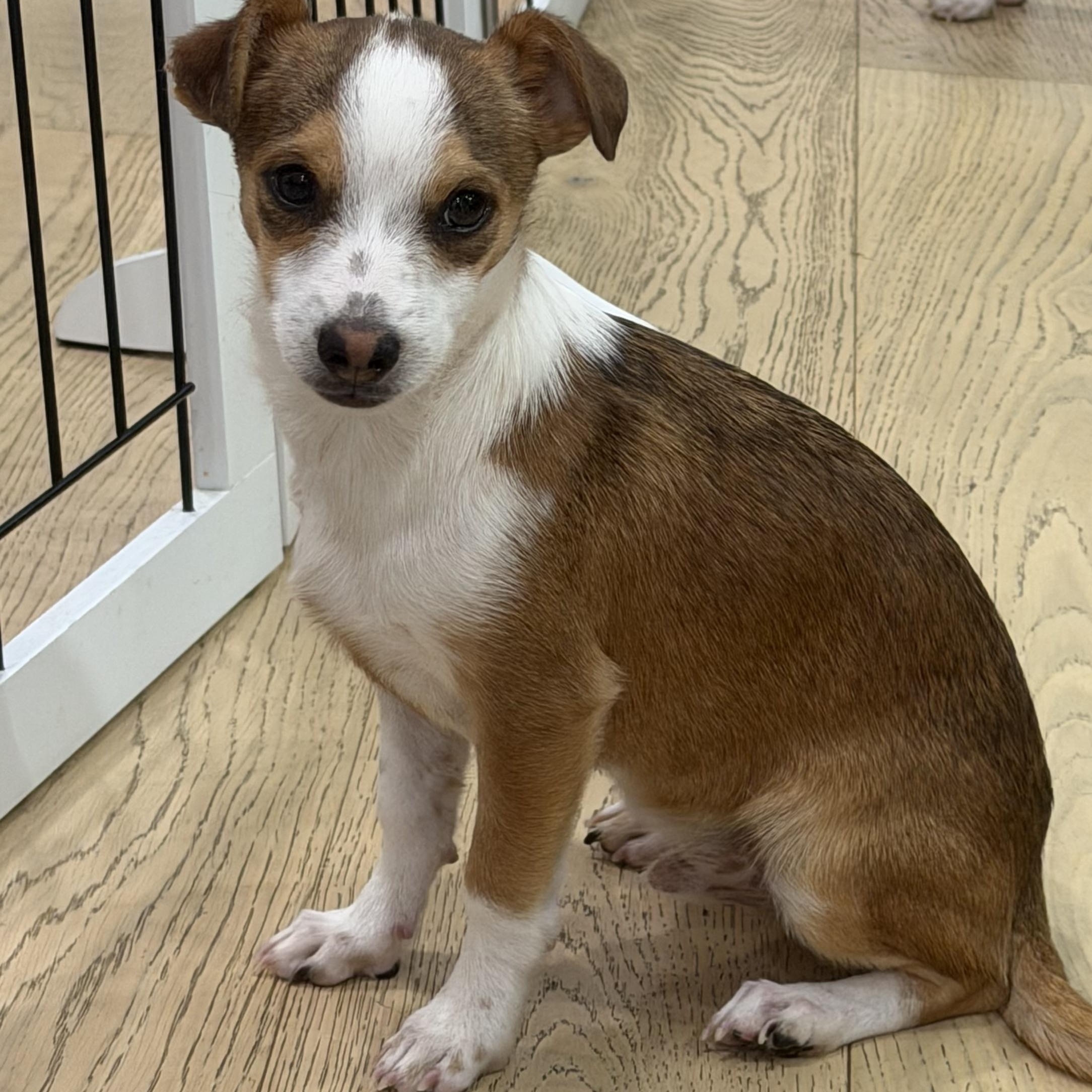 Enlarge Mr. Tiny DJ, a Adoptable mixed breed in Ridgefield, WA image 2/6