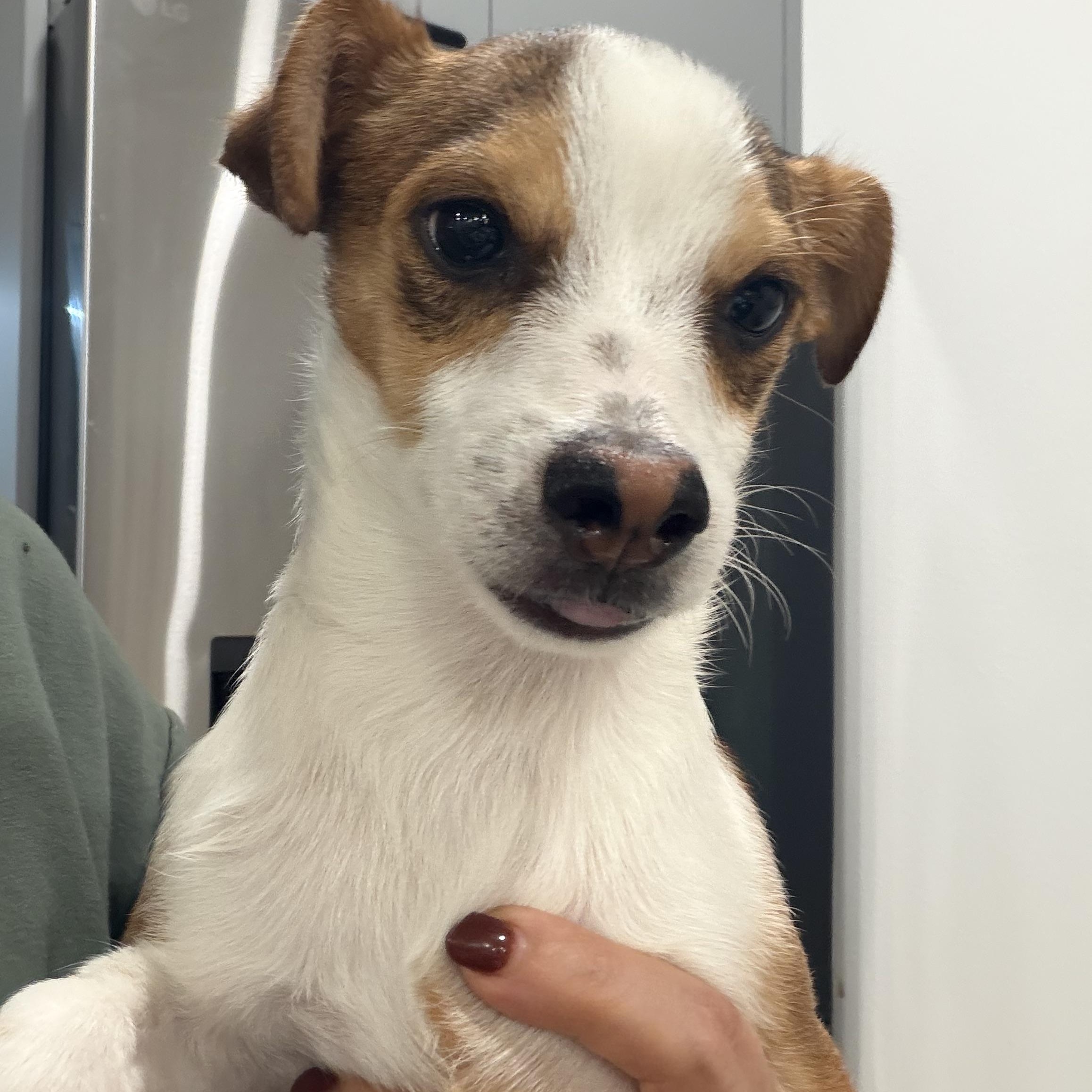 Enlarge Mr. Tiny DJ, a Adoptable mixed breed in Ridgefield, WA image 5/6