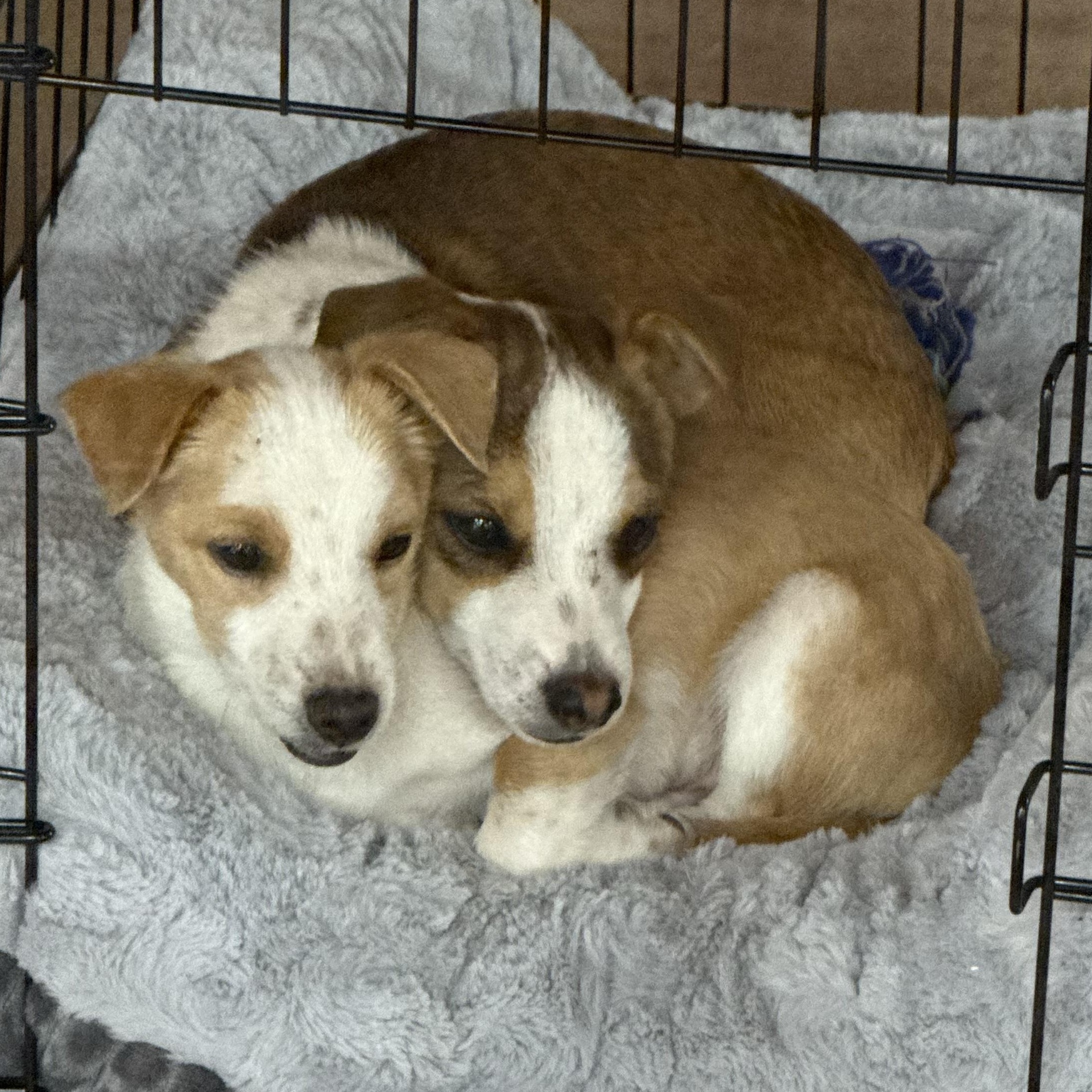 Enlarge Mr. Tiny DJ, a Adoptable mixed breed in Ridgefield, WA image 3/6