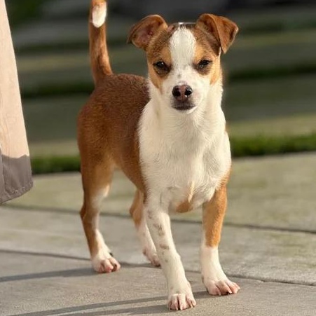 Mr. Tiny DJ, Adoptable, Puppy Male Chihuahua & Terrier.