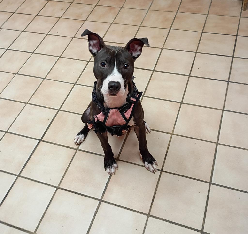 Zena, Adoptable, Puppy Female Mixed Breed.