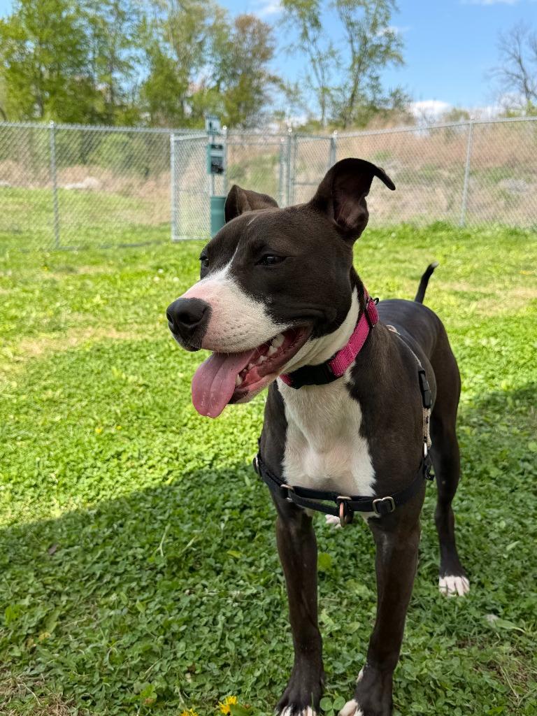 Zena, Adoptable, Puppy Female Mixed Breed.