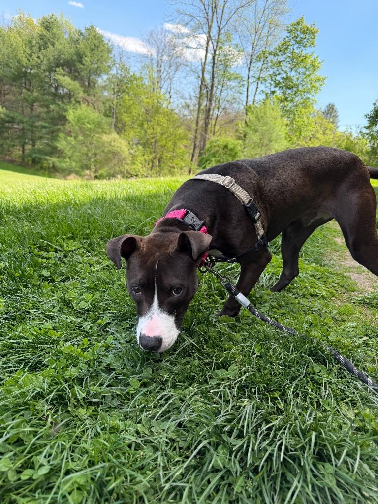 Enlarge Zena, a Adoptable mixed breed in Hyde Park, NY image 2/3