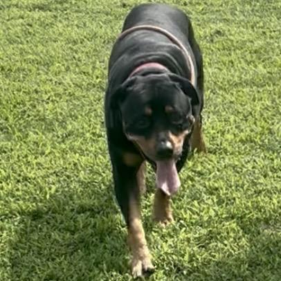 Hank 108D25, Adoptable, Adult Male Rottweiler.