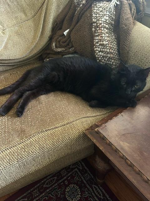Binx Siegel, Adoptable, Adult Male Domestic Short Hair.
