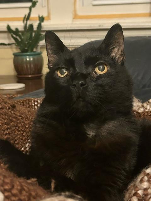 Enlarge Binx Siegel, a Adoptable Domestic Short Hair in Philadelphia, PA image 3/6