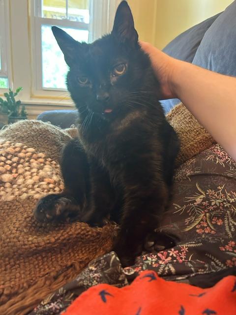 Enlarge Binx Siegel, a Adoptable Domestic Short Hair in Philadelphia, PA image 4/6