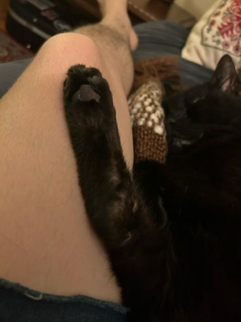Enlarge Binx Siegel, a Adoptable Domestic Short Hair in Philadelphia, PA image 5/6
