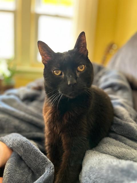 Enlarge Binx Siegel, a Adoptable Domestic Short Hair in Philadelphia, PA image 6/6