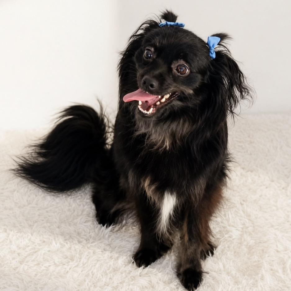 Enlarge Nyla, a Adoptable mixed breed in Tampa, FL image 1/4