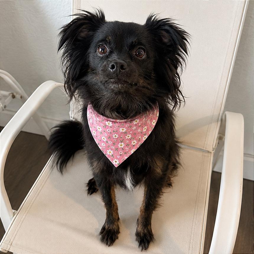Enlarge Nyla, a Adoptable mixed breed in Tampa, FL image 2/4