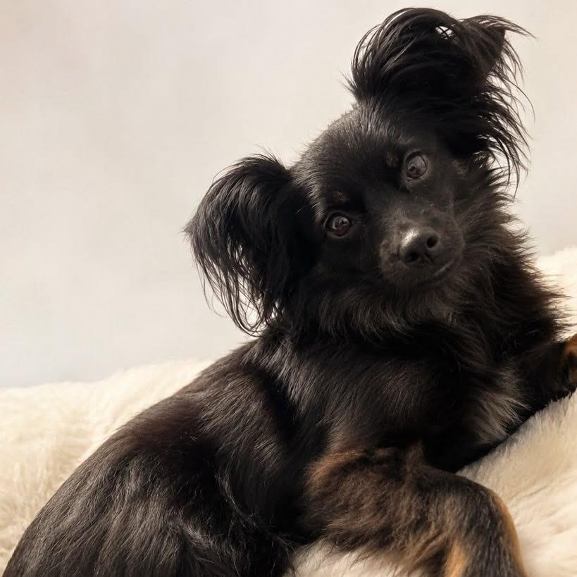 Enlarge Nyla, a Adoptable mixed breed in Tampa, FL image 4/4