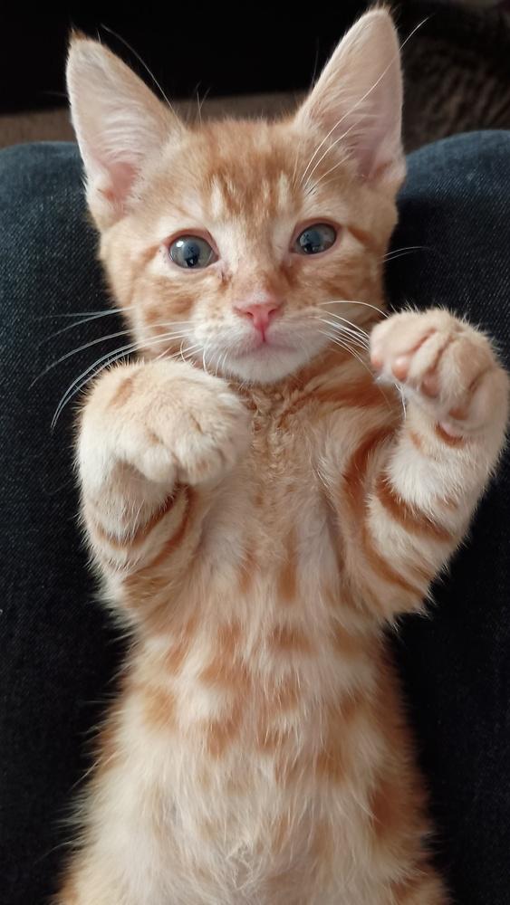 Enlarge Fanta, a Adoptable Domestic Short Hair in Statesville, NC image 4/5