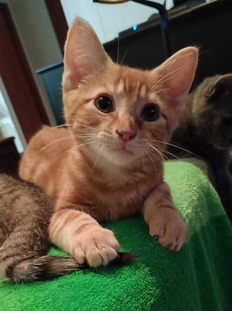 Enlarge Fanta, a Adoptable Domestic Short Hair in Statesville, NC image 5/5