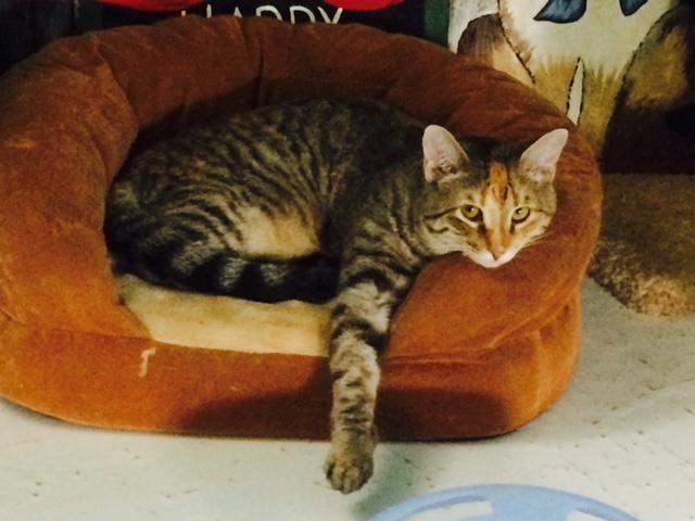 Enlarge Gold, a Adoptable Domestic Short Hair in Hearne, TX image 1/2