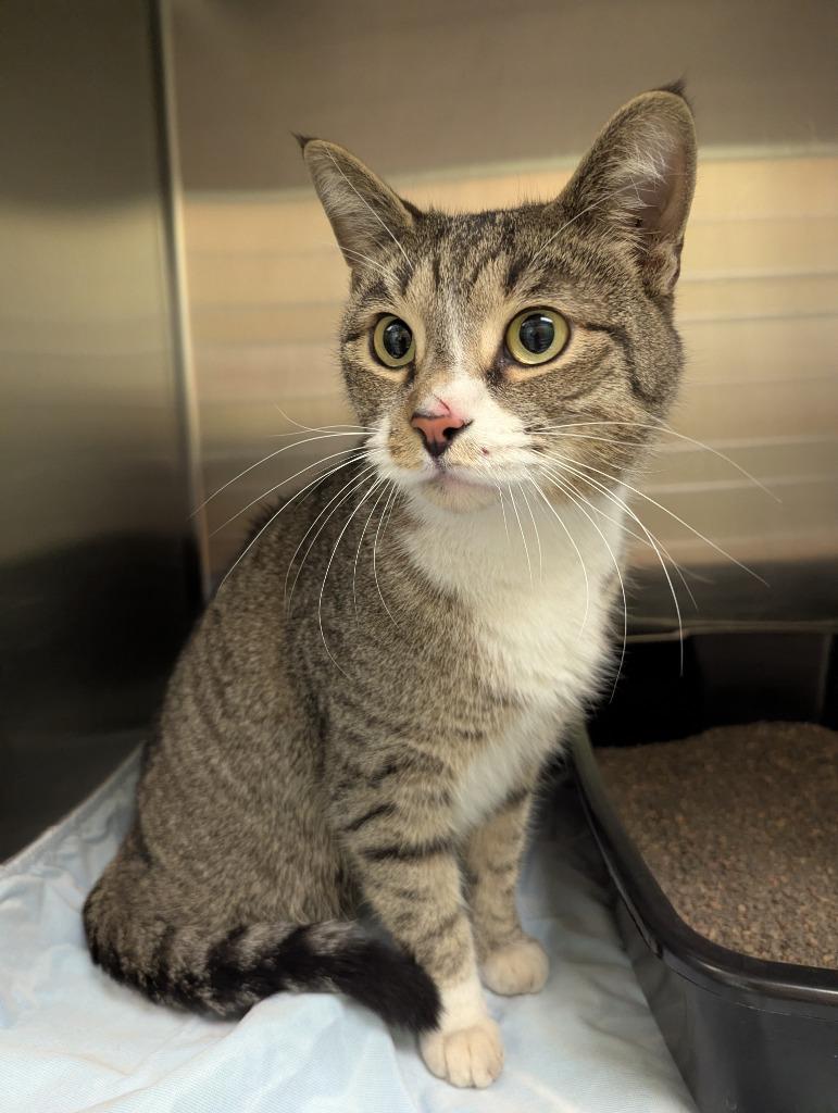 Garrett, Adoptable, Young Male Domestic Short Hair.