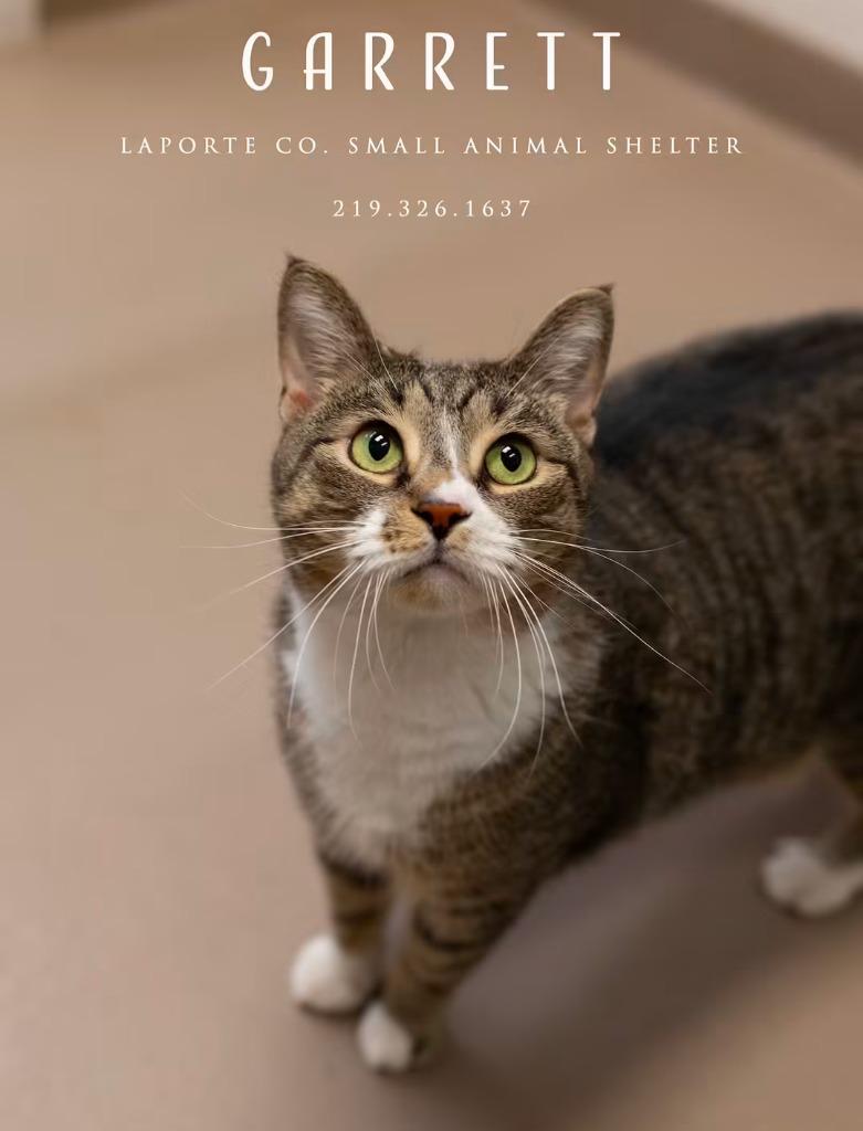 Enlarge Garrett, a Adoptable mixed breed in La Porte, IN image 2/2
