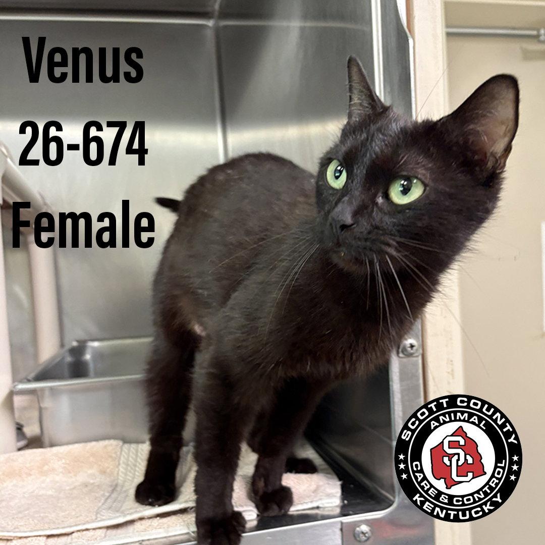 Enlarge Venus, a Adopted Domestic Short Hair in Georgetown, KY image 1/1