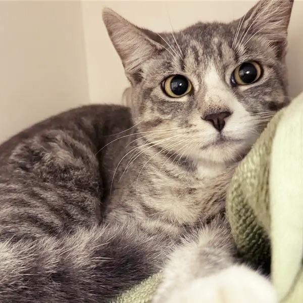 Cardie, Adoptable, Young Female Domestic Short Hair.