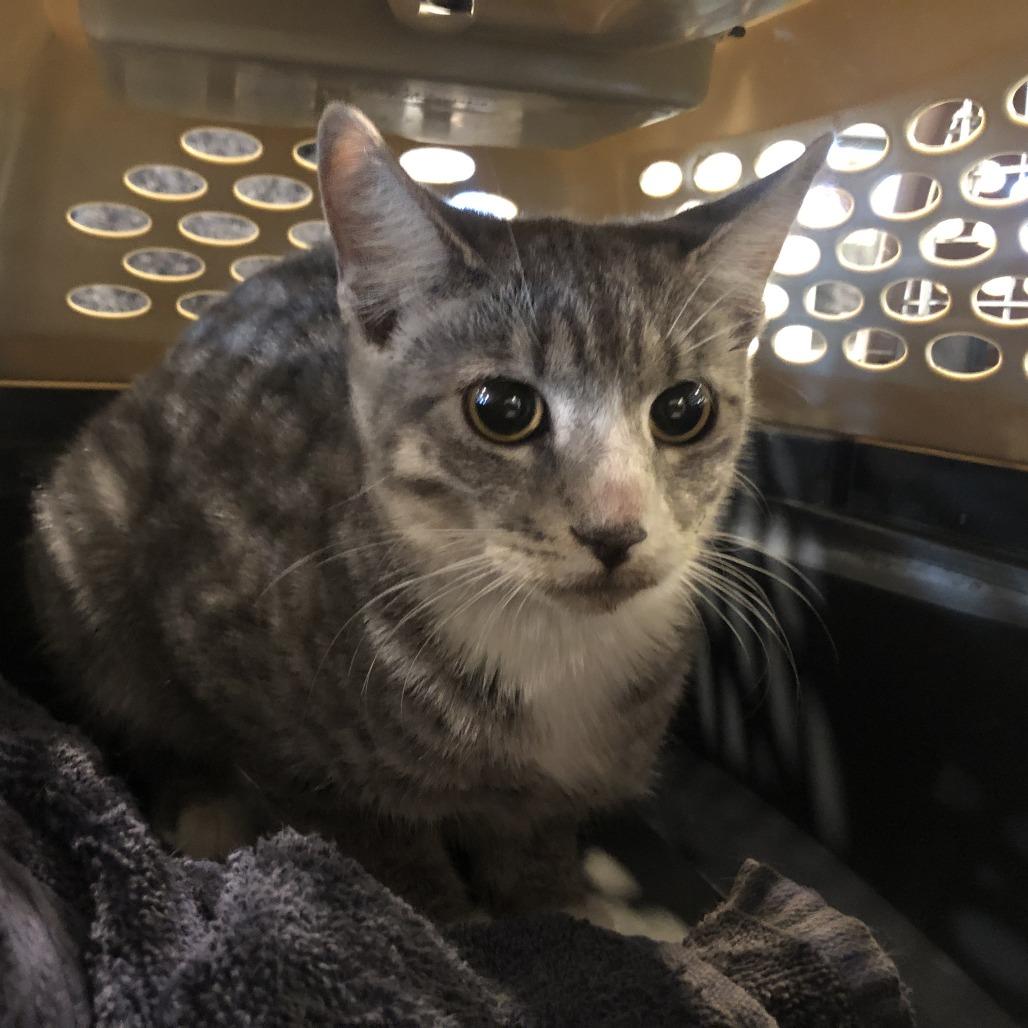 Enlarge Cardie, a Adoptable Domestic Short Hair in Saint Louis, MO image 2/2