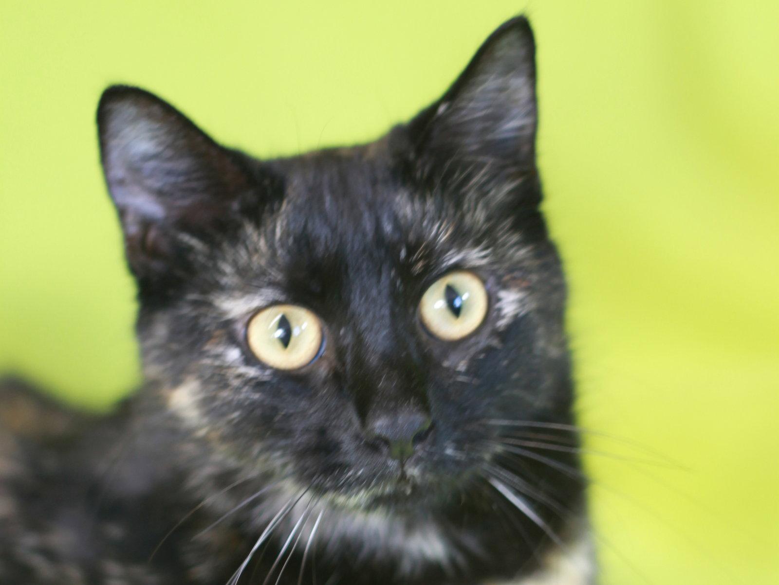Vanderbilt - SEE ME @ PETCO!, Adoptable, Adult Female Tortoiseshell & Domestic Short Hair.