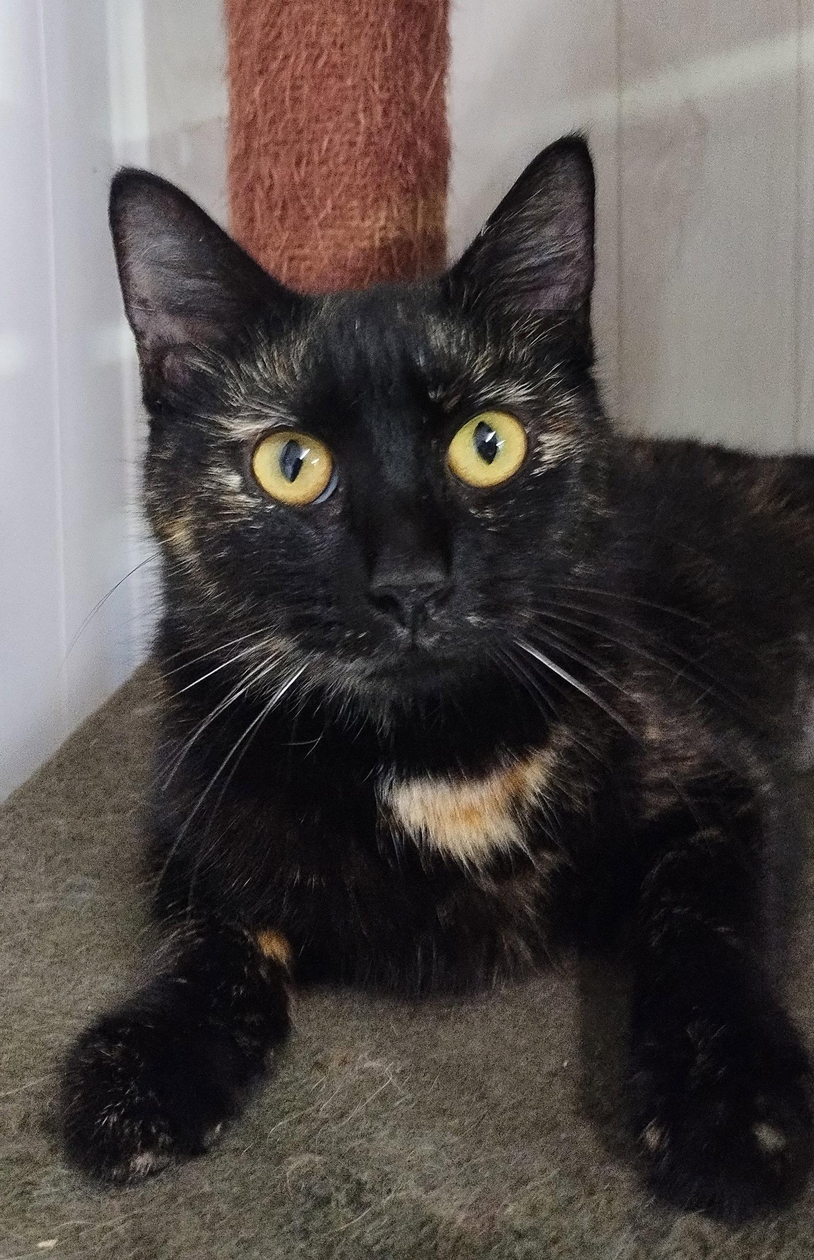 Enlarge Vanderbilt, a Adoptable mixed breed in Cookeville, TN image 1/3