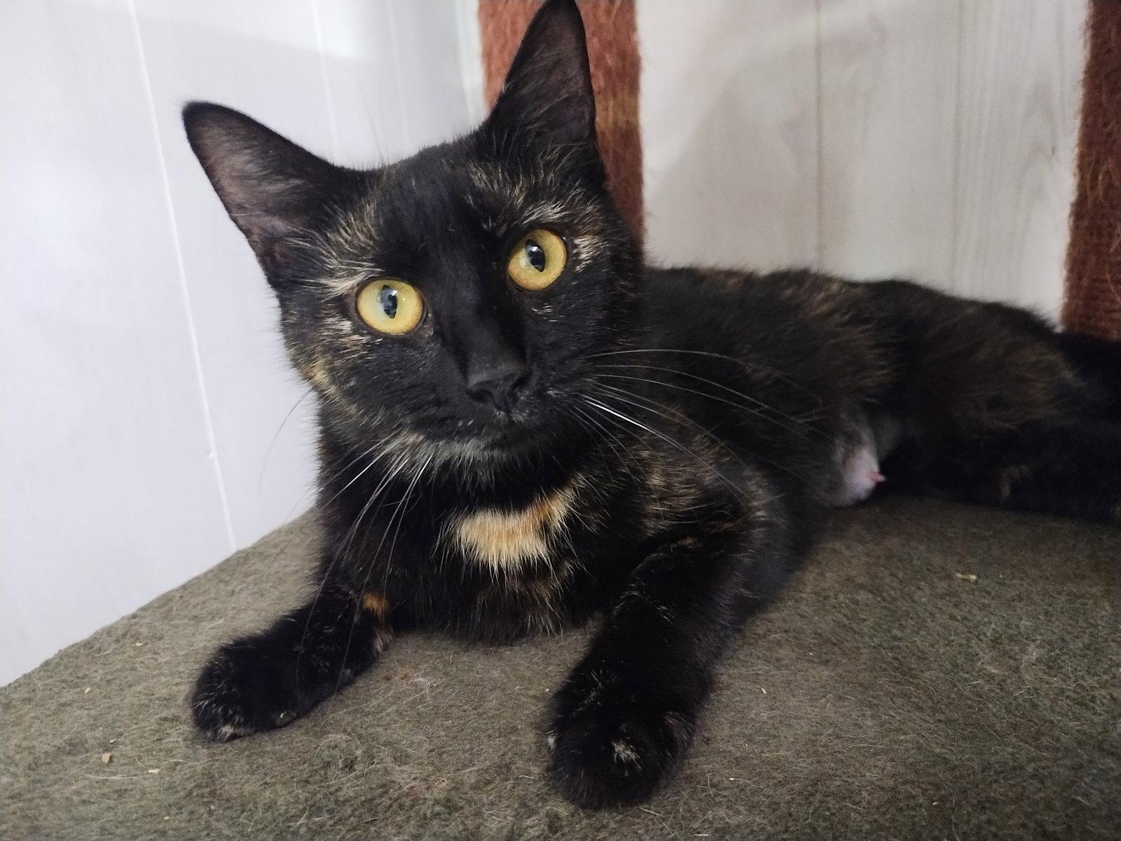 Enlarge Vanderbilt, a Adoptable mixed breed in Cookeville, TN image 2/3