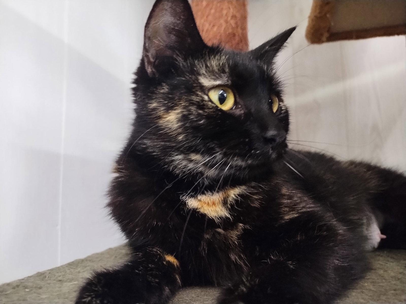 Enlarge Vanderbilt, a Adoptable mixed breed in Cookeville, TN image 3/3