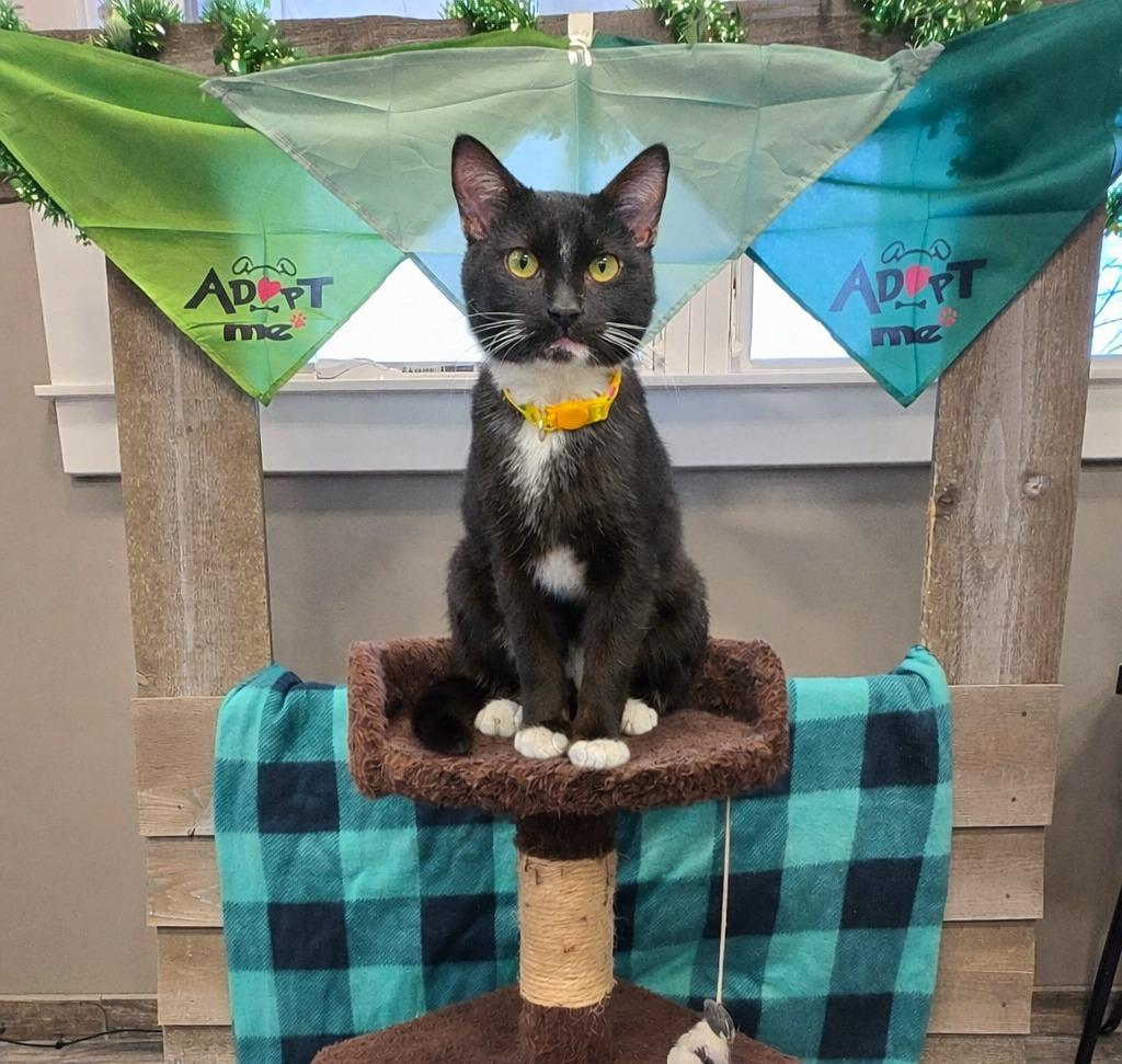 Scotch, Adoptable, Young Male Domestic Short Hair.