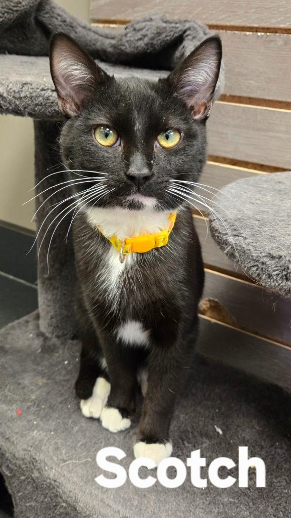 Enlarge Scotch, a Adoptable mixed breed in Sidney, OH image 1/4