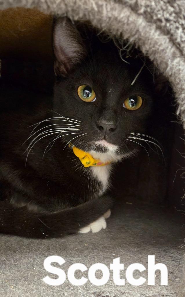 Enlarge Scotch, a Adoptable mixed breed in Sidney, OH image 2/4