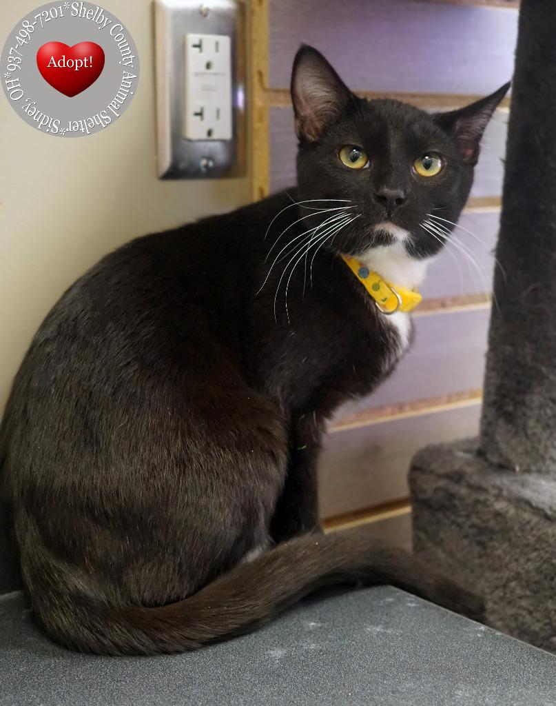 Enlarge Scotch, a Adoptable mixed breed in Sidney, OH image 3/4