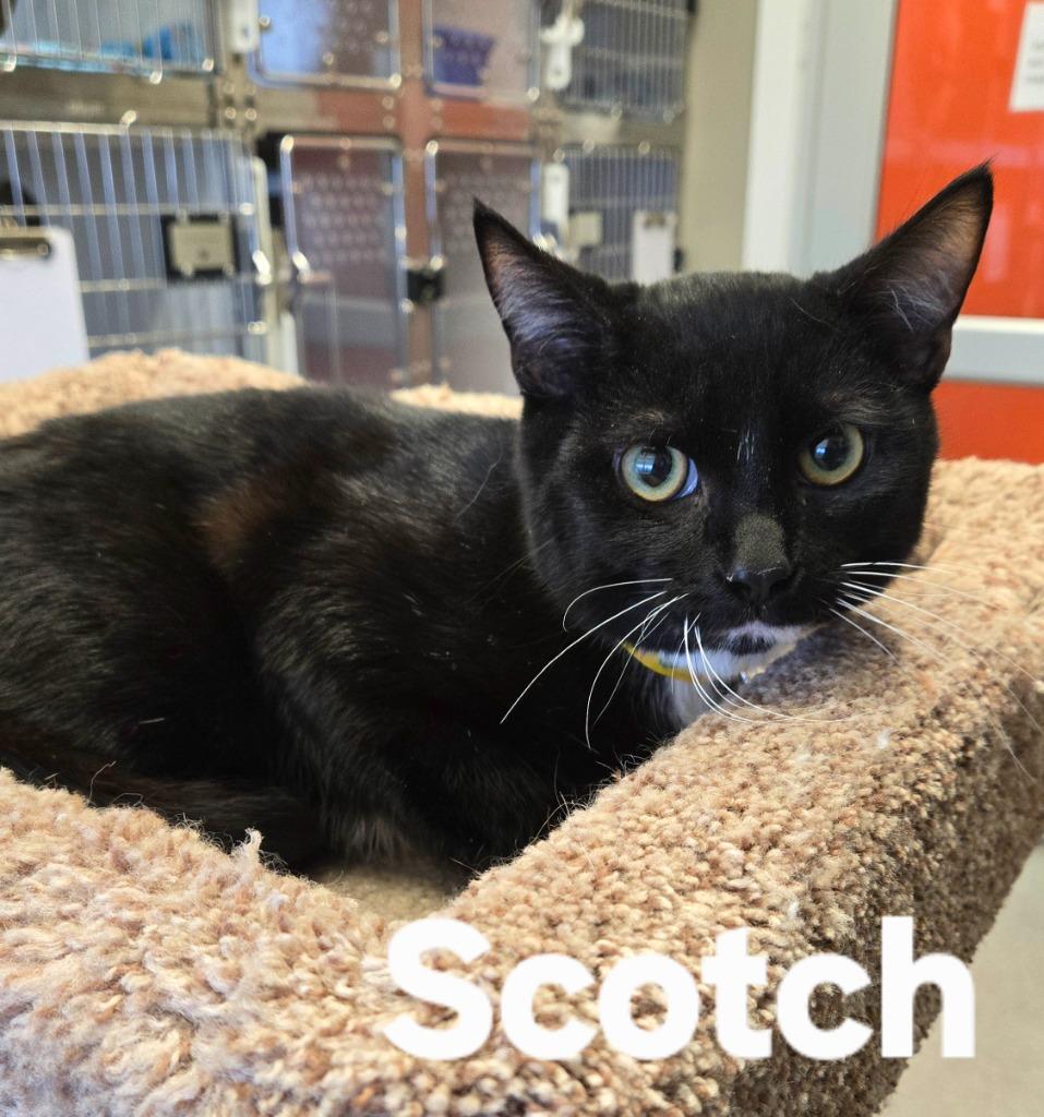 Enlarge Scotch, a Adoptable mixed breed in Sidney, OH image 4/4