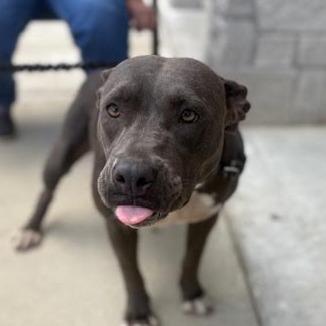 Enlarge Rosey, a Adoptable mixed breed in Marshall, TX image 1/2