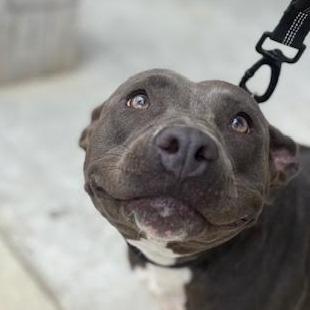 Enlarge Rosey, a Adoptable mixed breed in Marshall, TX image 2/2