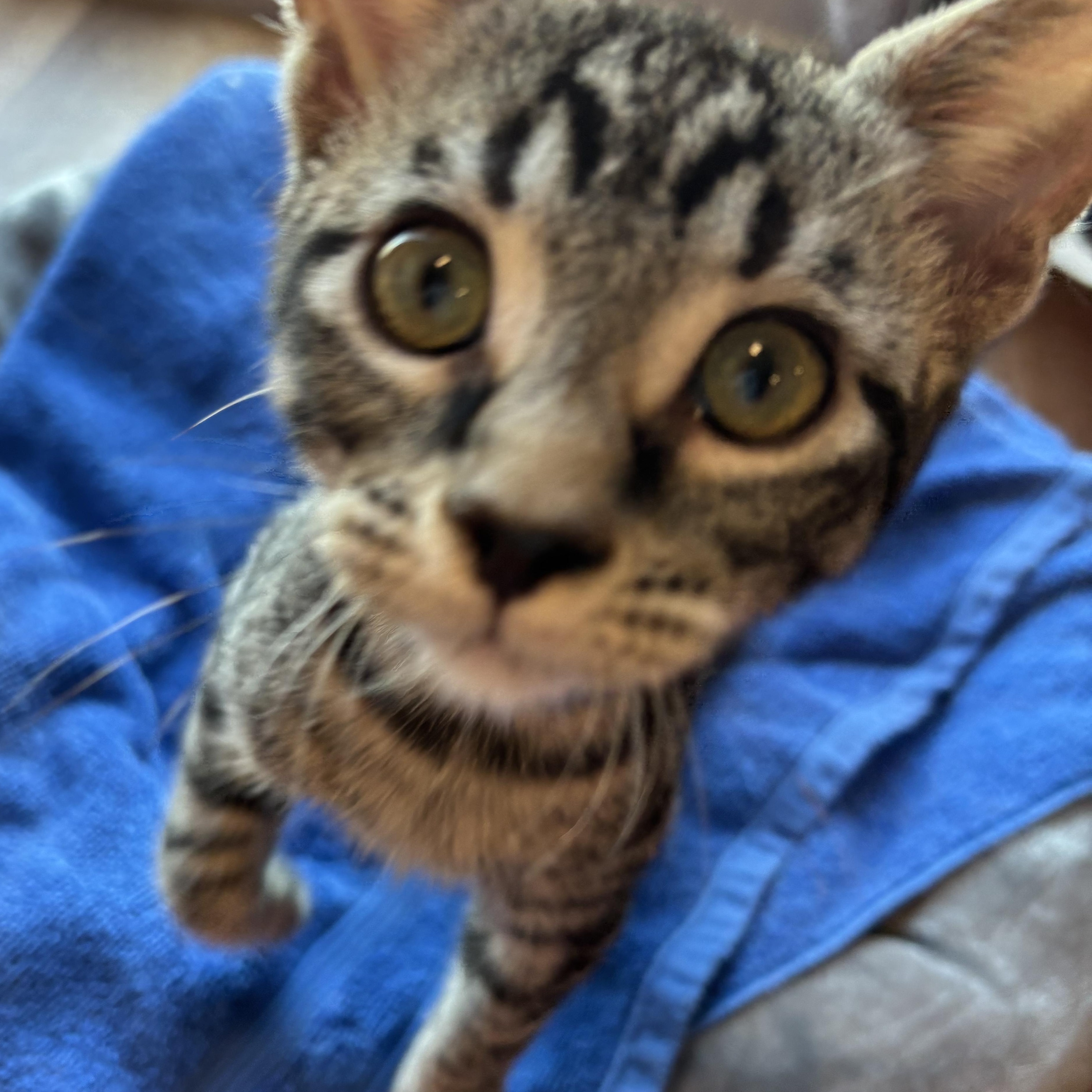 Monkey, an adopted Domestic Short Hair in Sierra Vista, AZ image 2/2