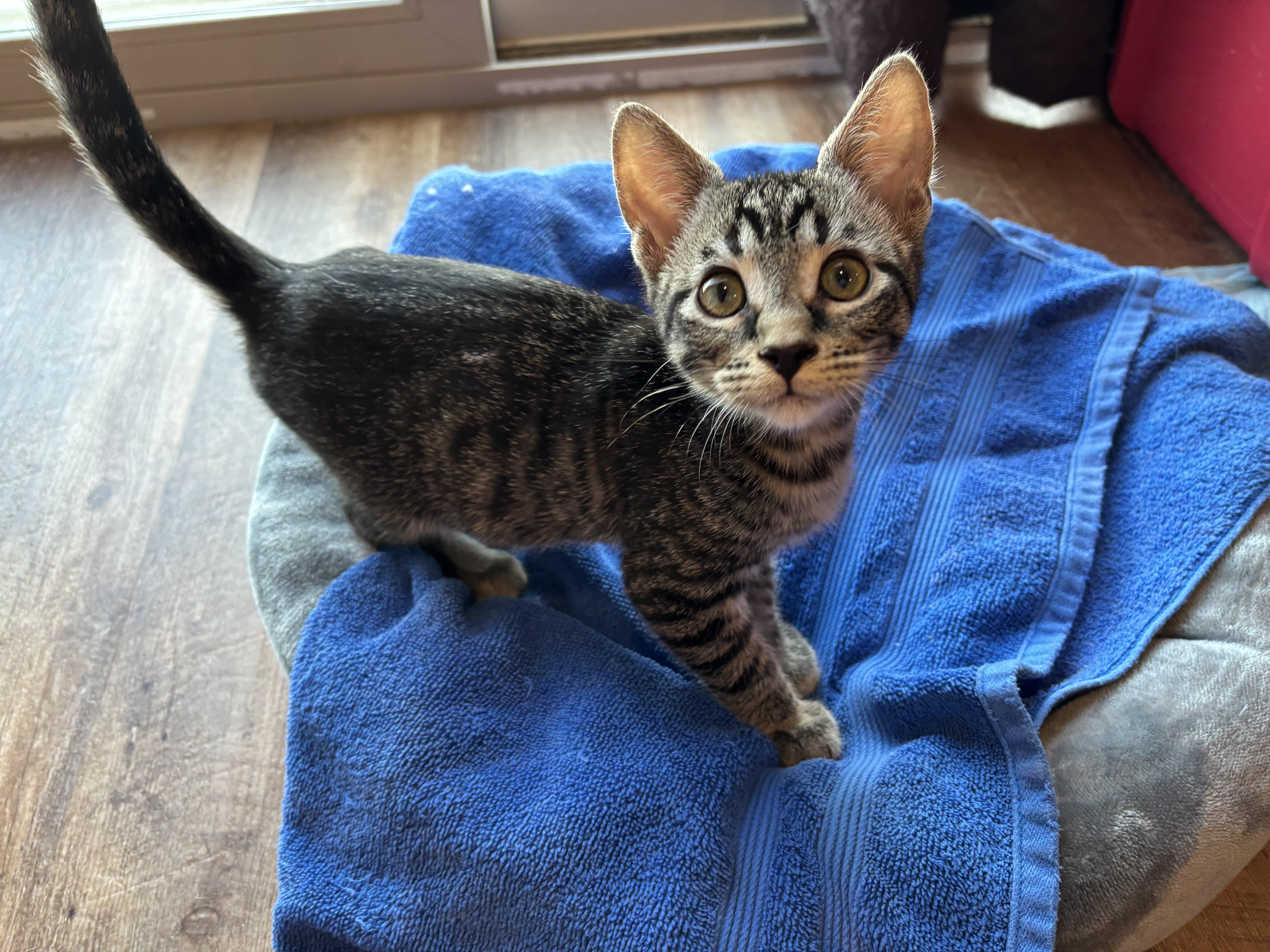 Monkey, an adopted Domestic Short Hair in Sierra Vista, AZ image 1/2