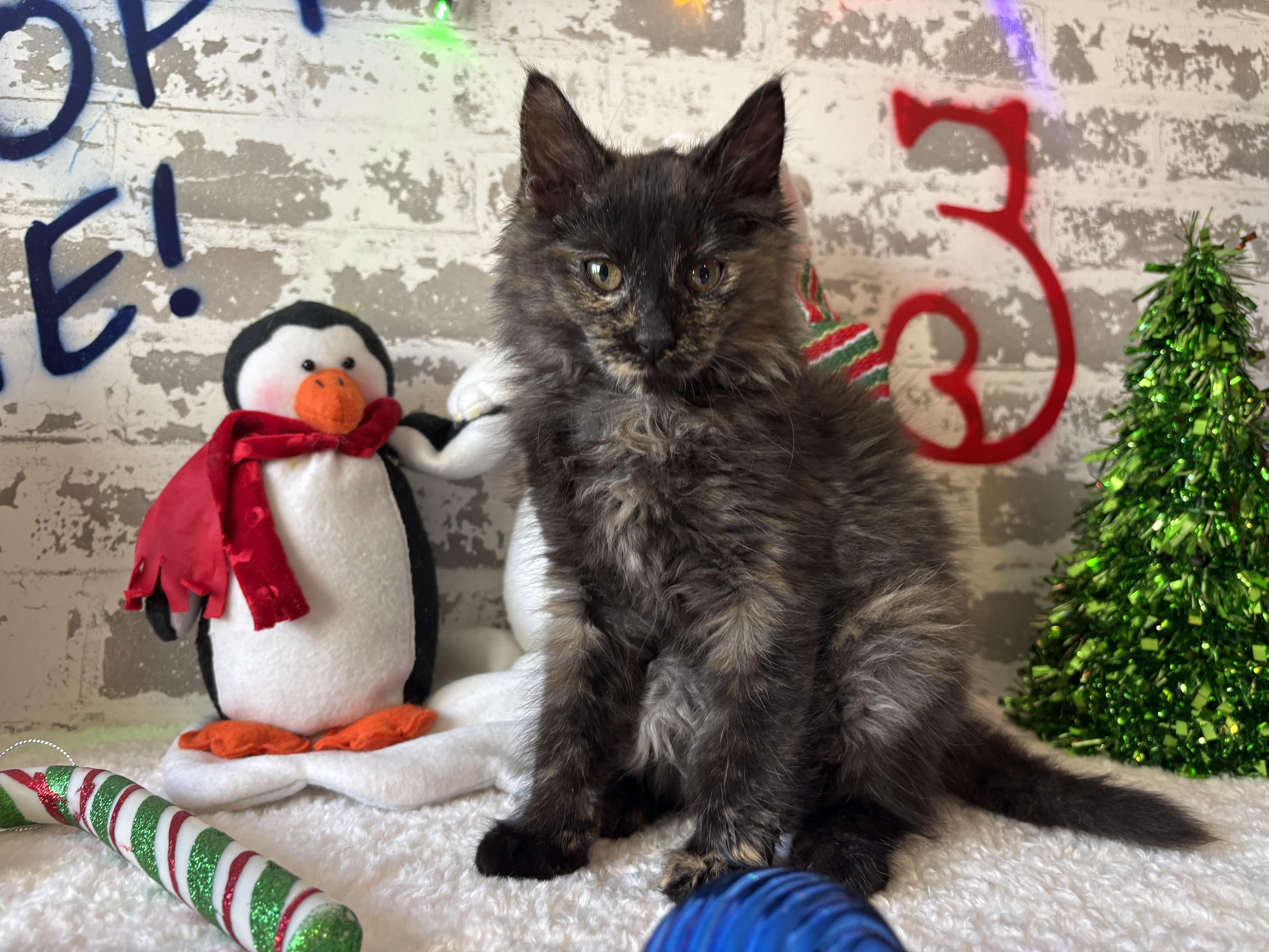 Catherine, ADOPTABLE, Kitten Female Domestic Short Hair.