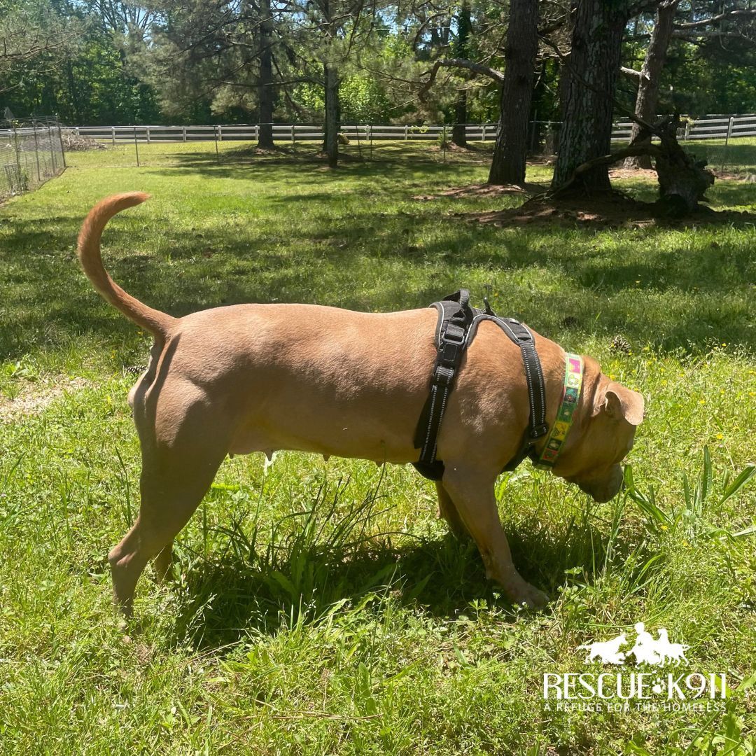 Mama, Adoptable, Adult Female Terrier.