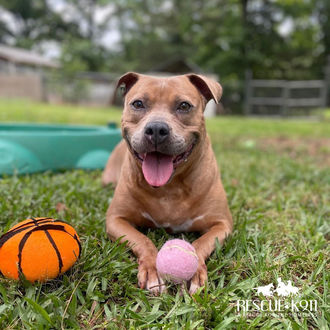 Enlarge Mama, a Adoptable Terrier in Camp Hill, AL image 2/11