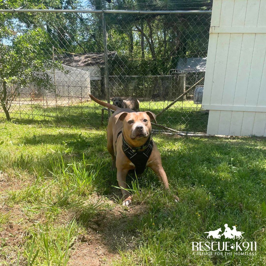 Enlarge Mama, a Adoptable Terrier in Camp Hill, AL image 3/11