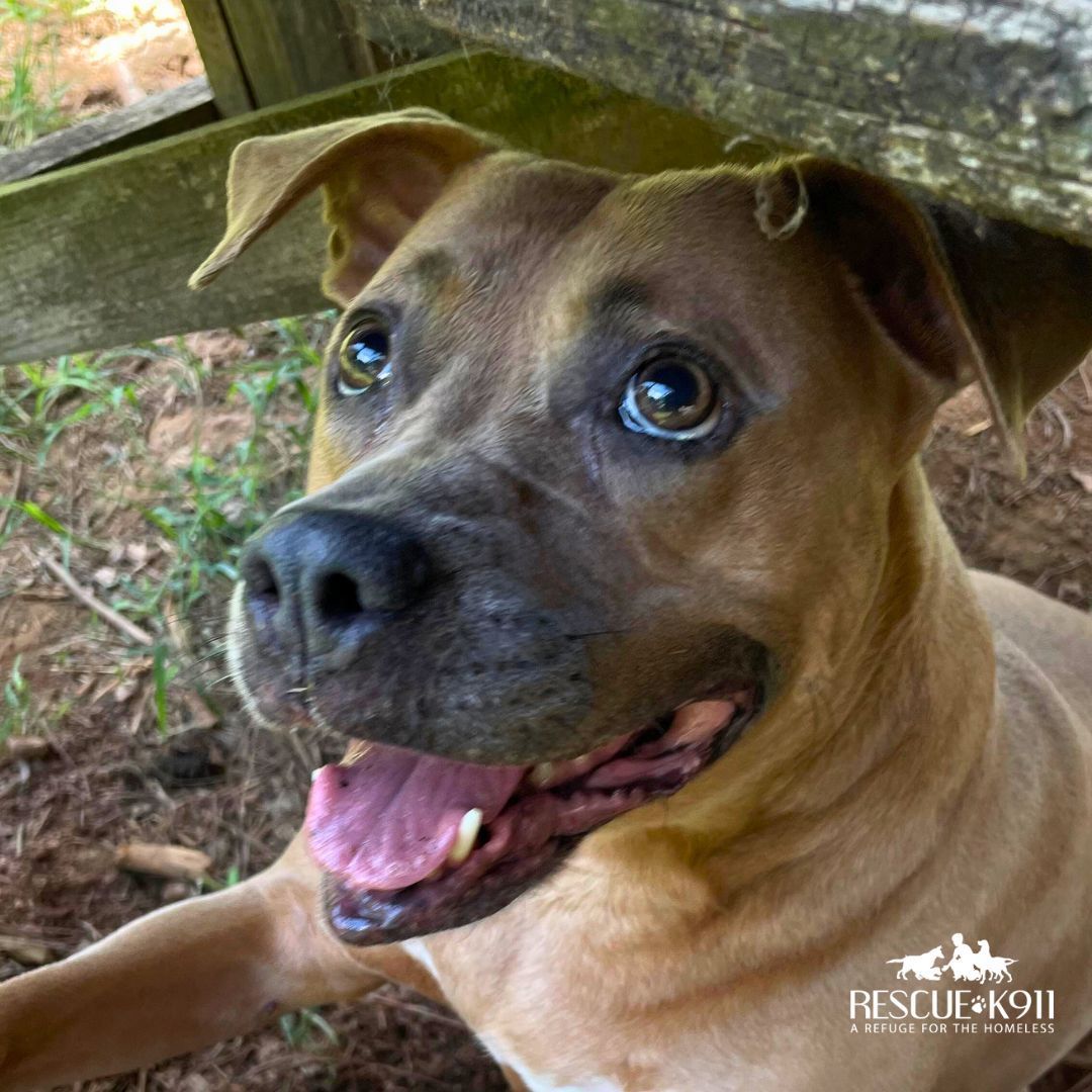 Enlarge Mama, a Adoptable Terrier in Camp Hill, AL image 4/11