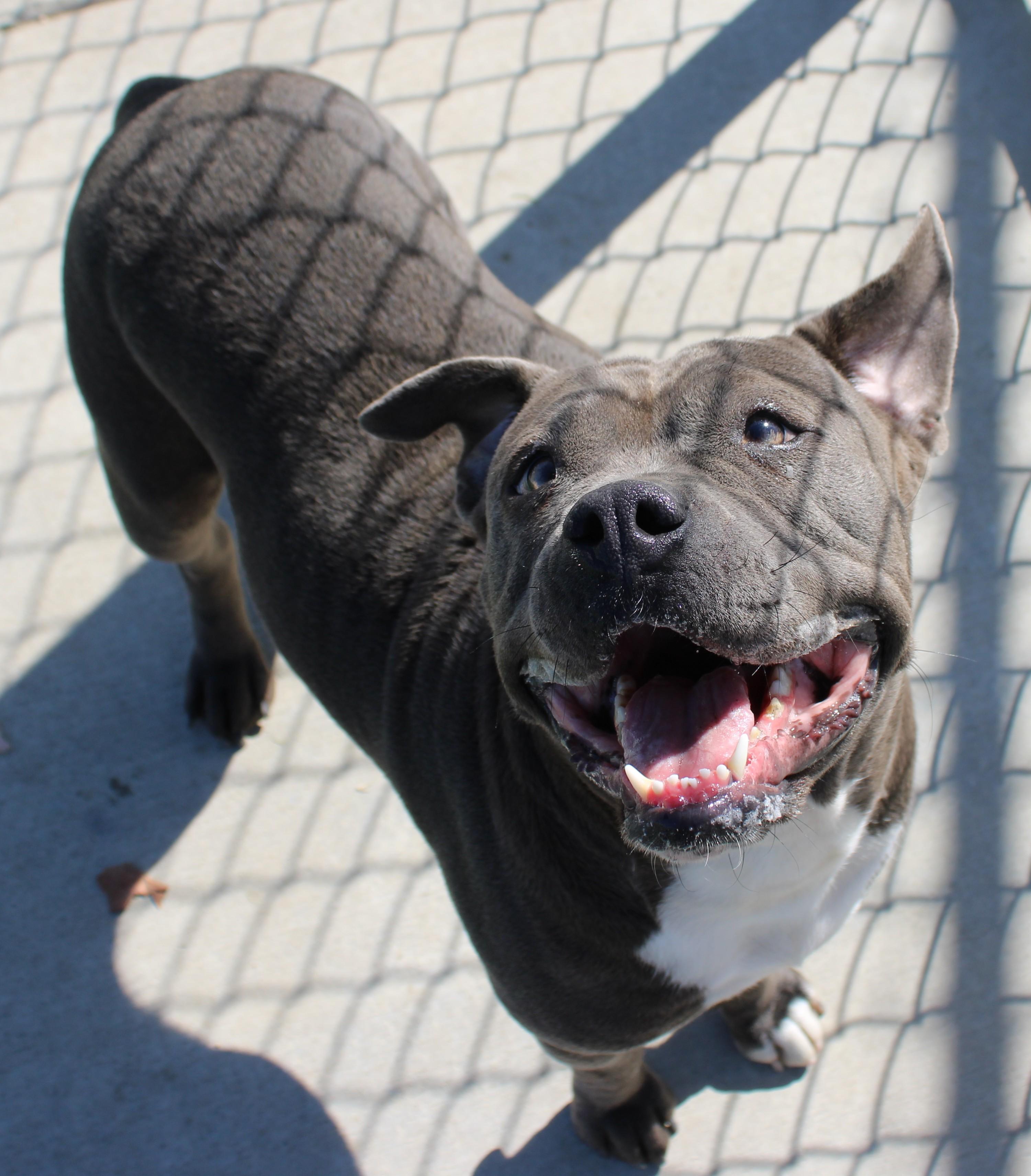 Enlarge VELMA, a Adoptable mixed breed in Wasco, CA image 1/6