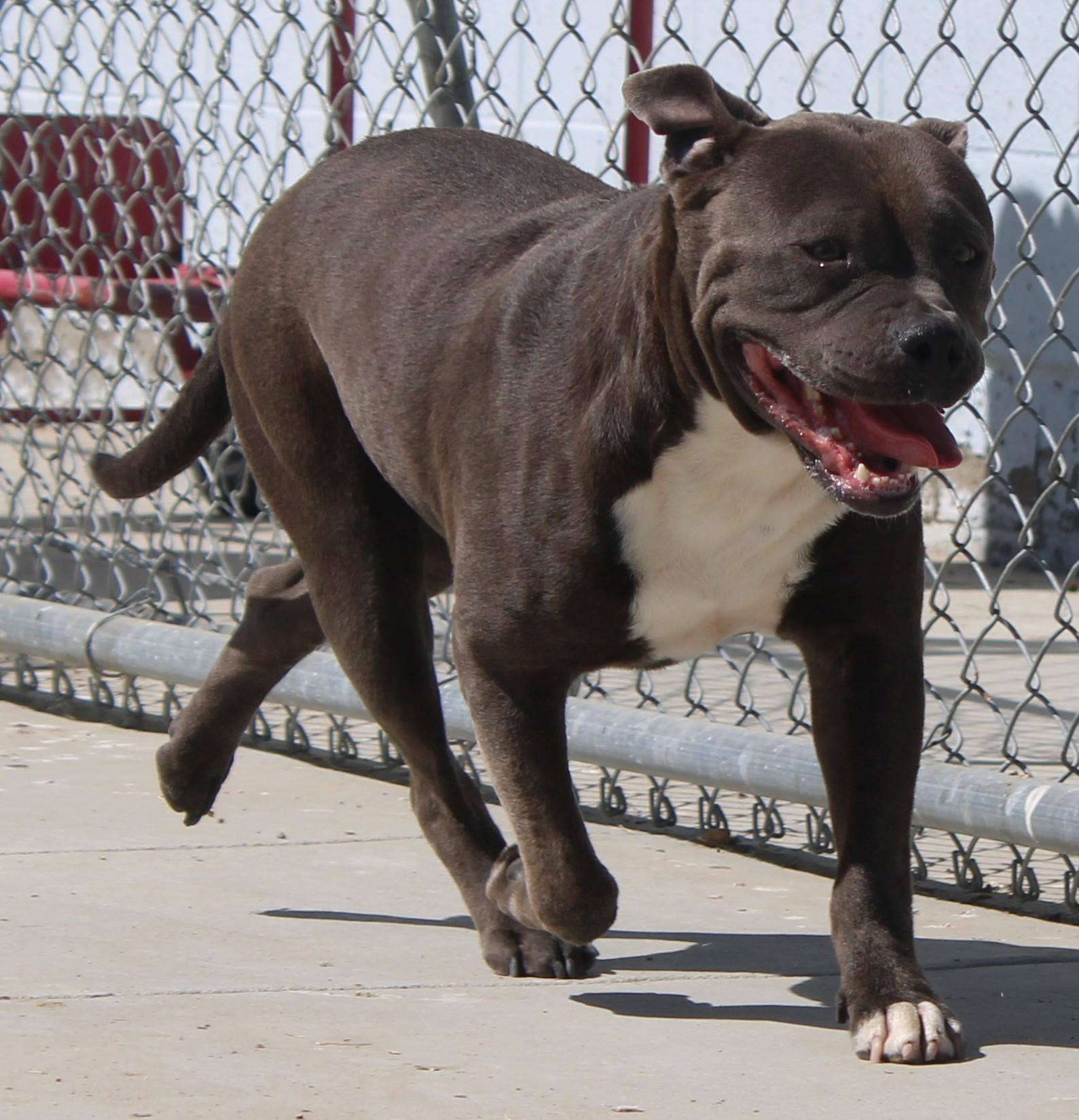 Enlarge VELMA, a Adoptable mixed breed in Wasco, CA image 4/6