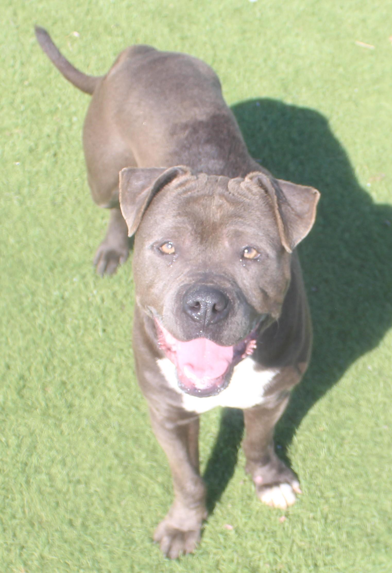 VELMA (AVAILABLE FOR ADOPTION 3/24/26)*, ADOPTABLE, Adult Female American Staffordshire Terrier.